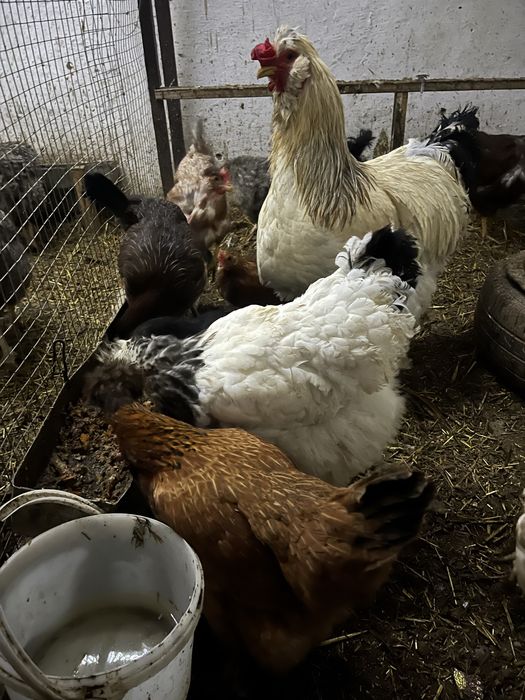 Tovuqlar va xo’roz sotiladi