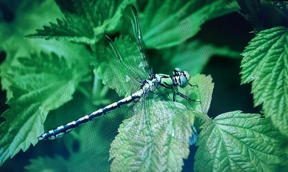 Obiectiv nikon dx 16 85mm af-s g vr ed