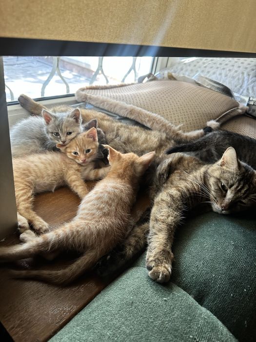 Котенок , кот , домашний питомец