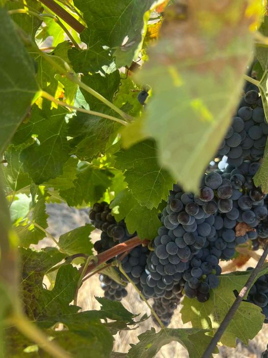 Продавам Грозде сорт Мерло и Каберне