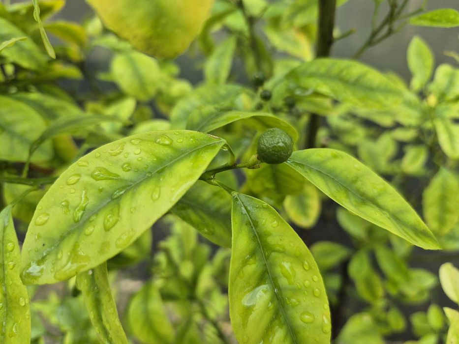 Mandarin-calamondin, pe rod, 1,75m inaltime