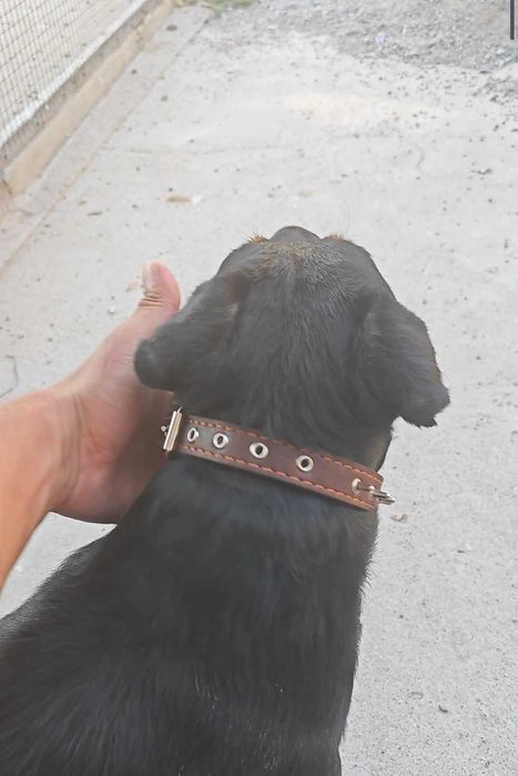 Вязка, кобель, ягтерер.