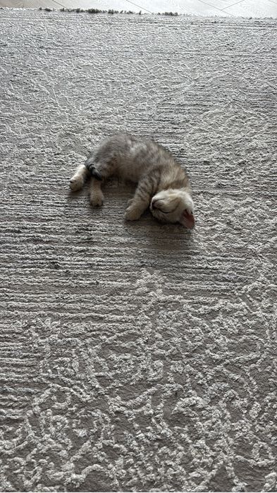Британские котята