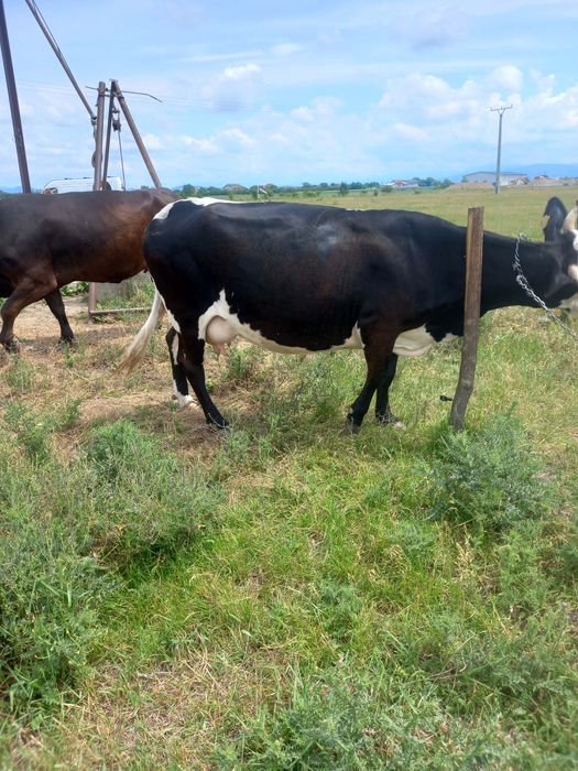 Vând vaca de 5 ani gustata în 5 luni