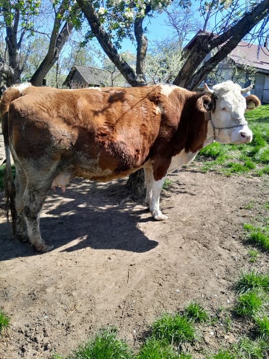 Vacă gestantă  și juninca