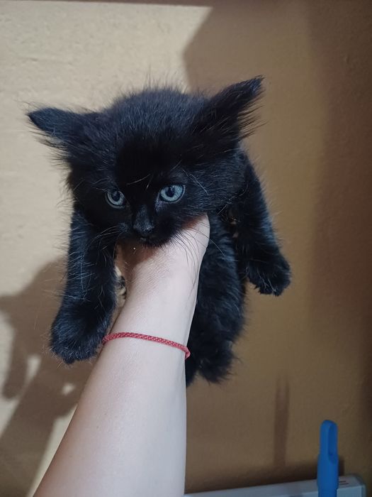 Мъжко котенце търси дом