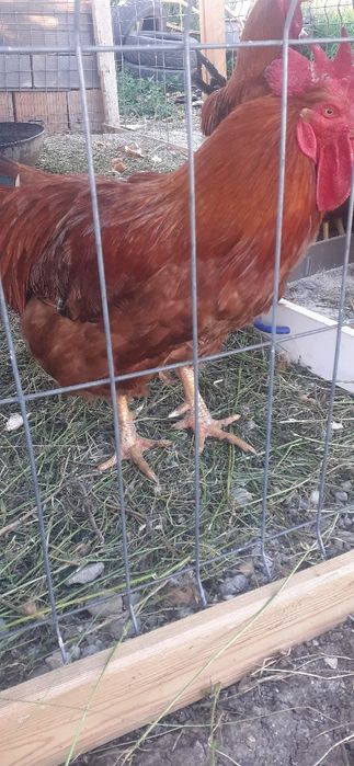 Cocos de vanzare