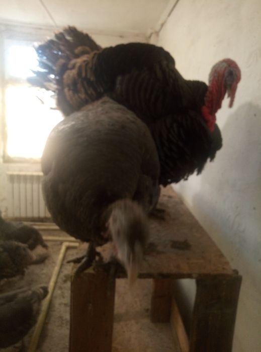 Индейка маточное поголовье