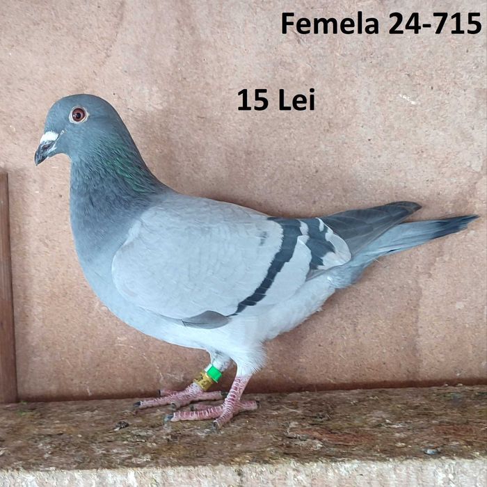 Porumbei voiajori de vanzare