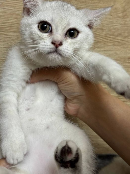 Mushuk sotiladi, Кошка, Cat