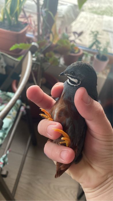 Oua fertile de prepelita pitica chinezeasca