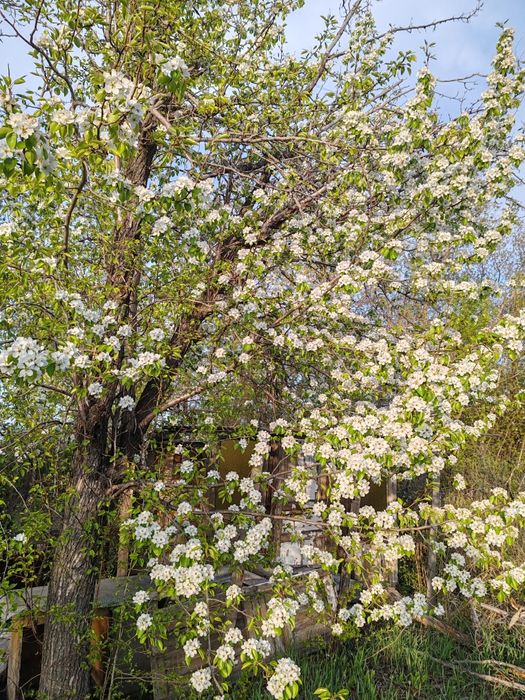 Продаю дачу р-он ЦОФ Сабурханская