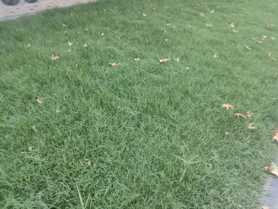 Tabiiy chim va ajriq