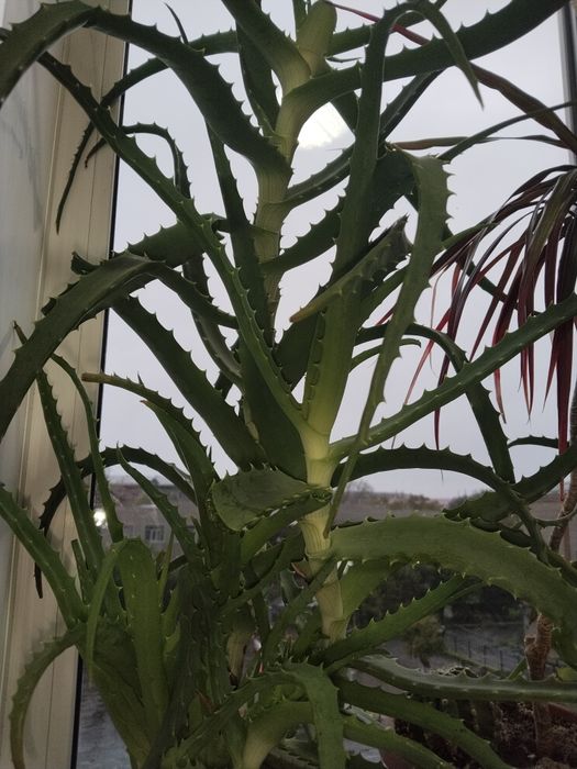 Продам большой алоэ лечебный