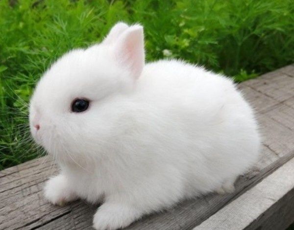 Карликовые кролики
