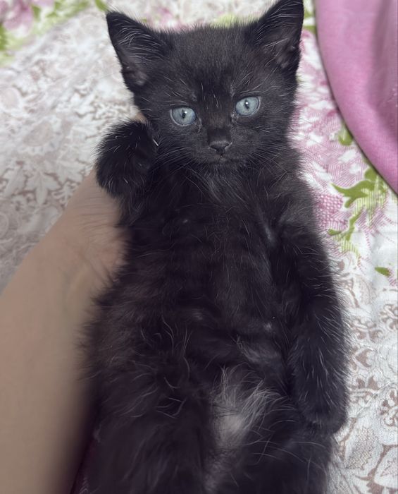 Котята Scottish Straight