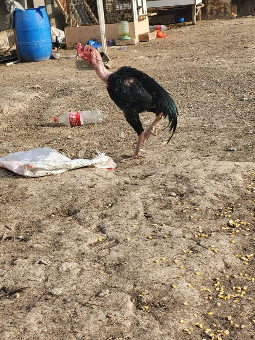 Сатамын кораз 6кг 17000