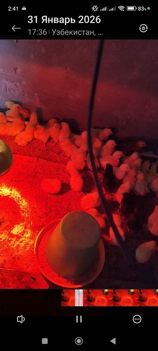 Хонаки кизил товуларни жужалари сотувда