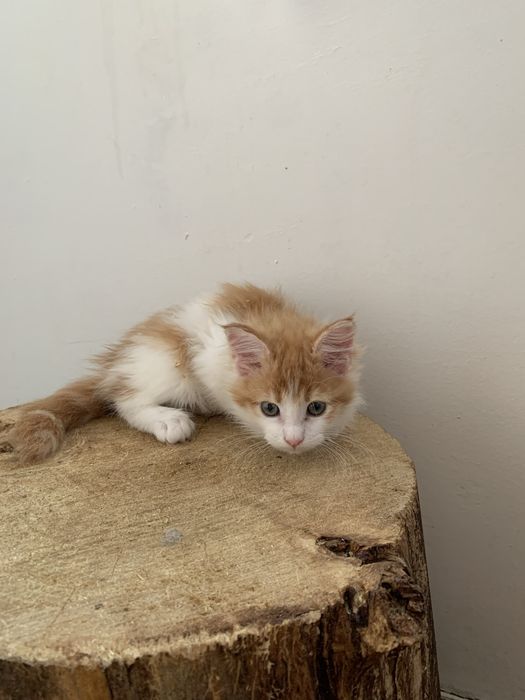 малышки мейнкун (девочки ) с родословными