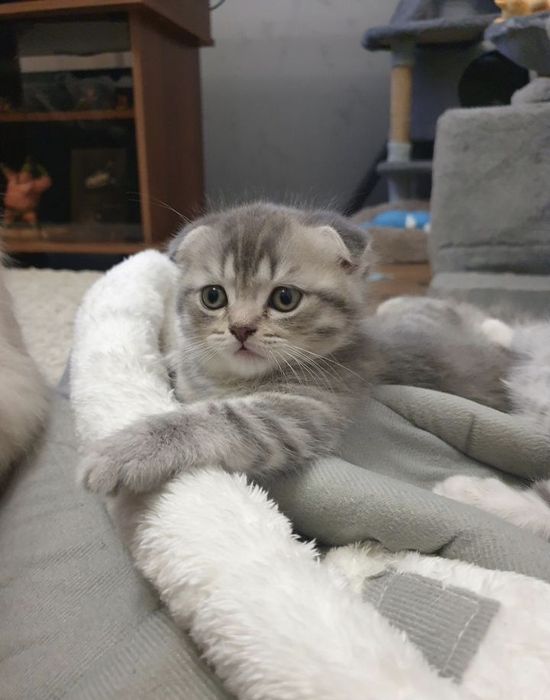 Шотландский котята