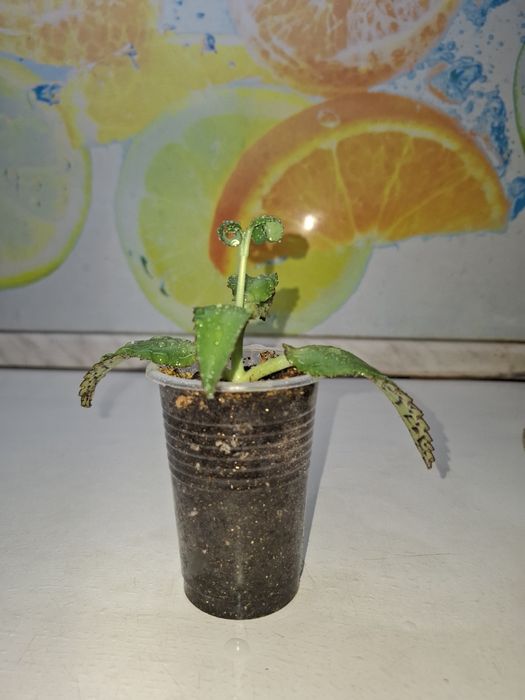 Продам укоренённый отросток каланхоэ