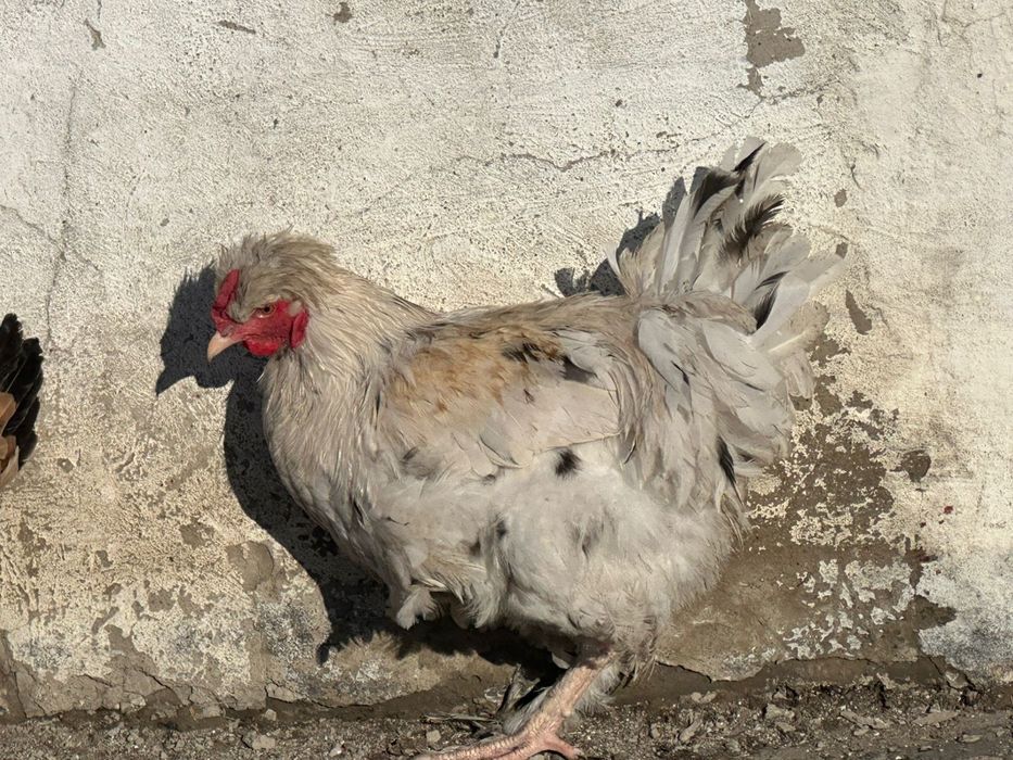 Продам петухов на племя