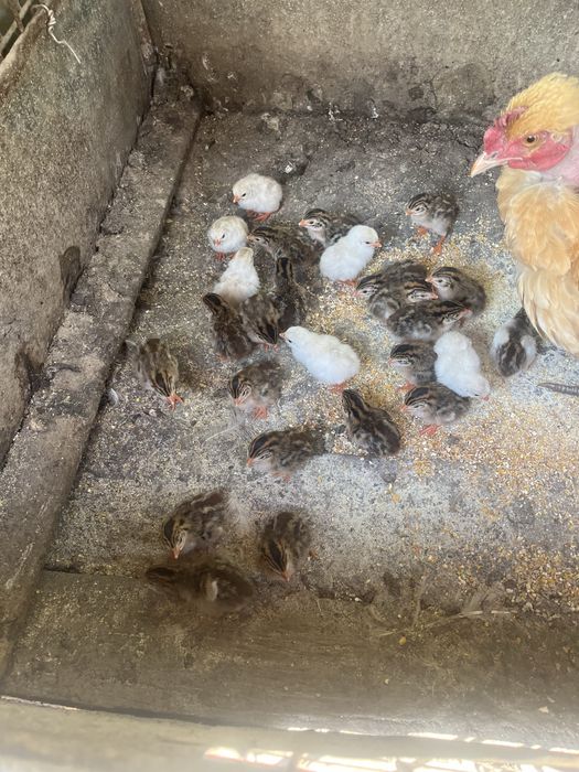 Vand pui de gaina de casa si pui de bibilici Mai multe detali la numaru de telefon 0741996410
