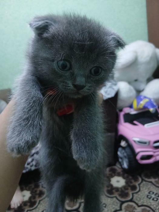 Котята скотиш фолд и скотиш страйт