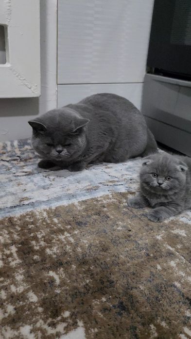 Тоза фолд мушук сотилади 2 ойлик огил киз борр