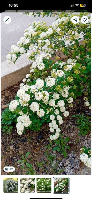 Spiraea gozalik uchun