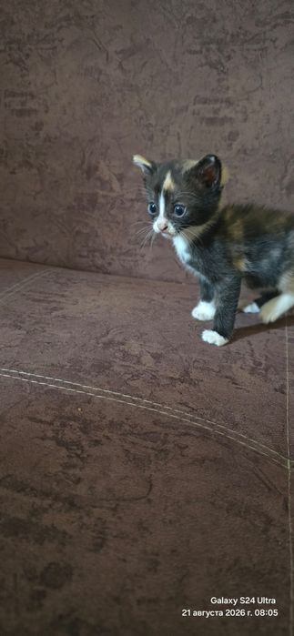 Отдам котят в добрые руки