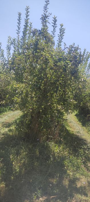 Продам яблоки с сада на корню