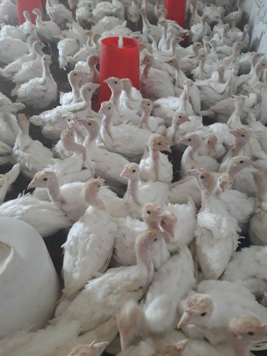 Big6 Kurka jöjalari sotiladi