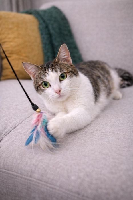 Кот самый нежный