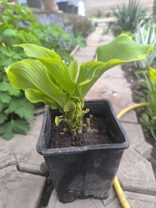 Продам хосту Уии