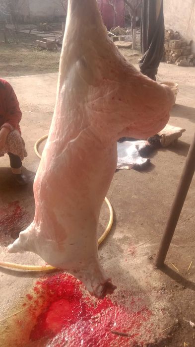 Кой, кошкар сатылады