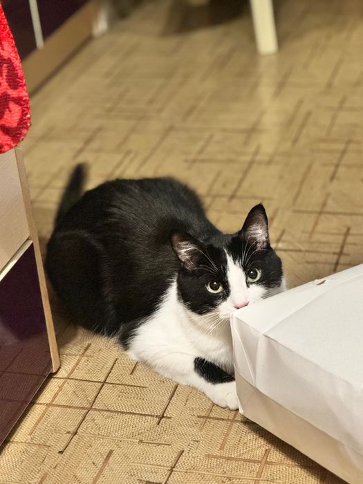 Отдам кота в хорошие руки