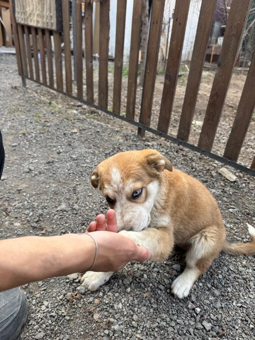 Продам Хаски сибирский