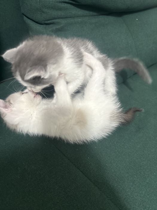 Котята и кошки в дар