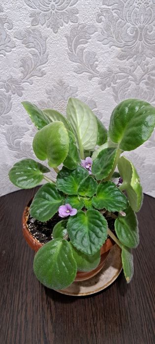 Продам  цветок фиалку