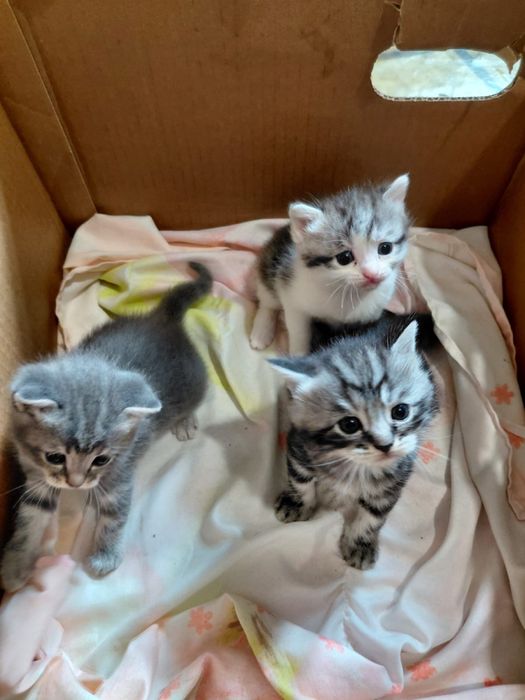 Отдам котят в дорые руки