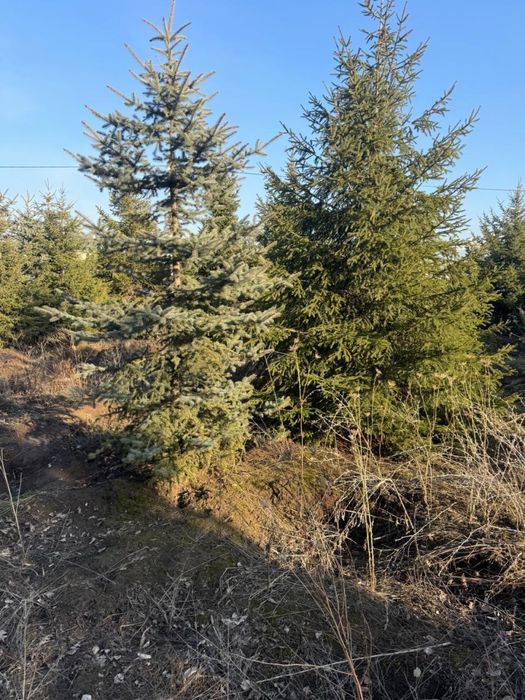 Продаются ёлки туи