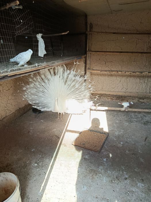 белый Павлин Самец