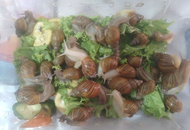 Продам улитки Ахатины 3000 сум