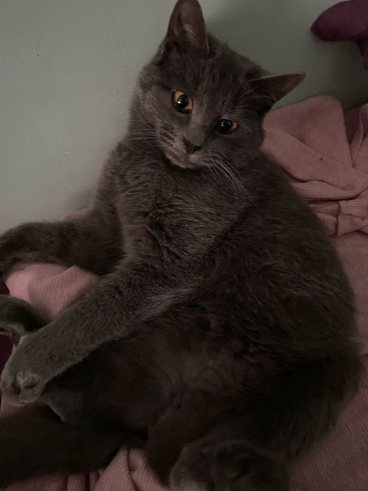 Кошка страйт недорого