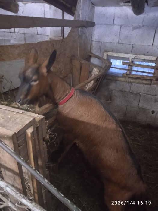 capră alpină franceză prima fătare