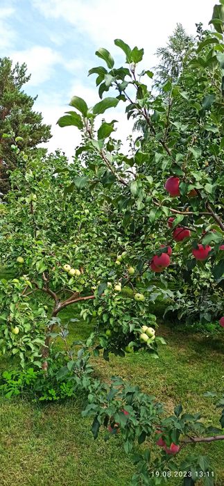 Продам дачу сад Речкнька