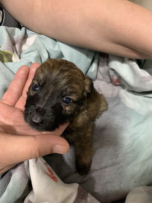 ДАРЮ Щенят спаниеля