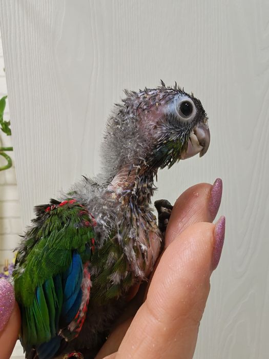 Продаются птенцы Пирруры Перлаты