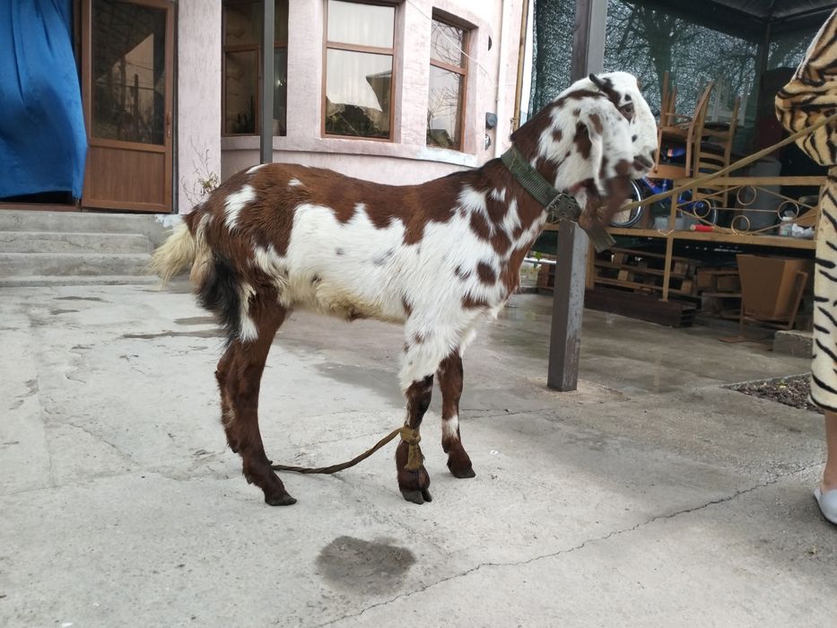 Таза қанды битал